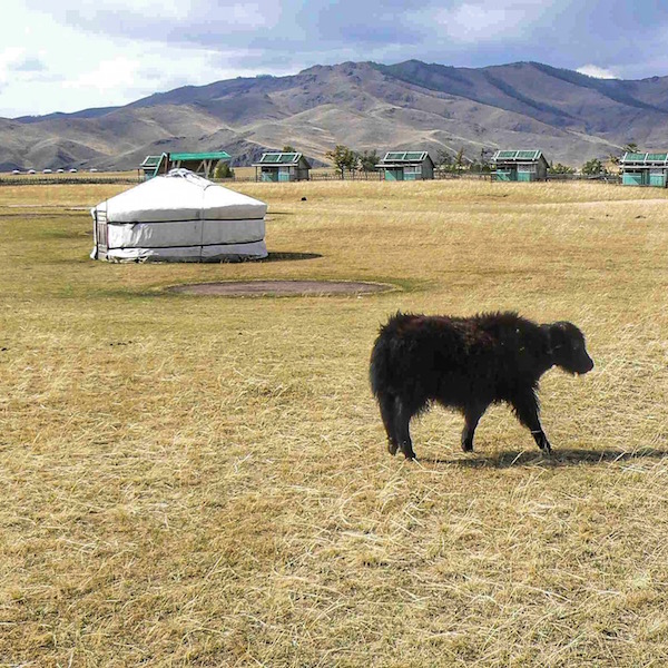 Uno yak e sullo sfondo una Yurta, tipica abitazione mongola. La Mongolia è il secondo più grande stato del mondo privo di accesso al mare.